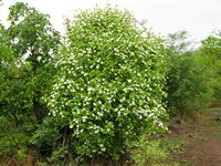 Gardenia resiniflua bush-t.JPG